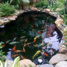 Làm hồ cá koi cho quán cafe