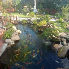 Làm hồ cá koi đẹp tại Đà Nẵng