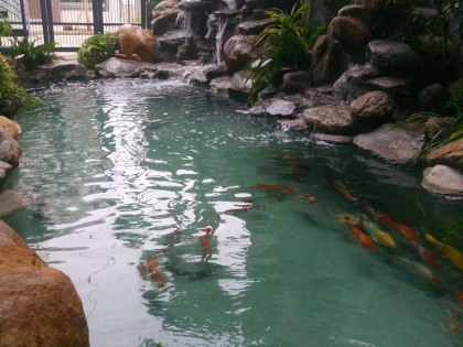 Thi công hồ cá koi 03