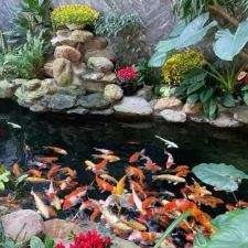 Thi công hồ cá koi 05