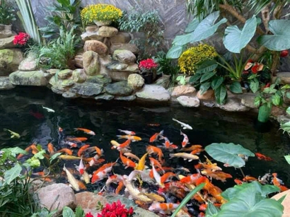 Thi công hồ cá koi 05