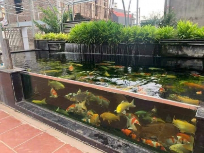 Thi công hồ cá koi 08