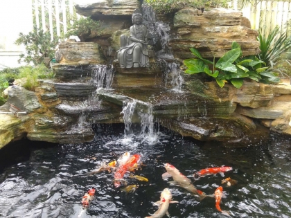 Thi công hồ cá koi 12