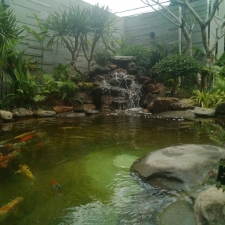 Thi công hồ cá koi 16