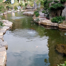 Thi công hồ cá koi 18