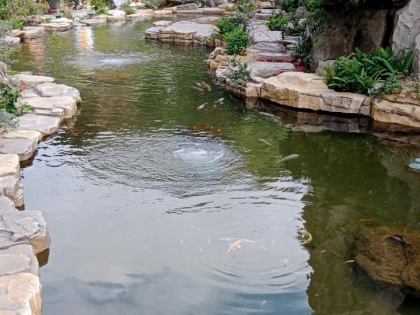 Thi công hồ cá koi 18