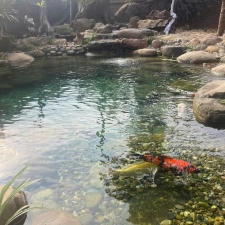 Thi công hồ cá koi trải bạt hdpe 08