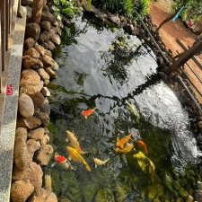 Thi công hồ cá koi trải bạt hdpe 10