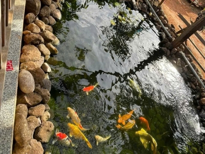 Thi công hồ cá koi trải bạt hdpe 10