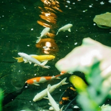 Thi công hồ cá koi trải bạt hdpe 12