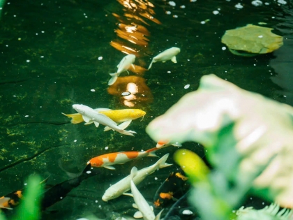 Thi công hồ cá koi trải bạt hdpe 12