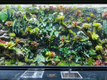 Thi công  vườn cây nhiệt đới 03