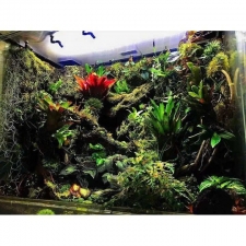 Thi công  vườn cây nhiệt đới 04