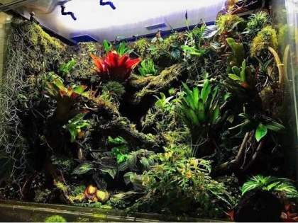 Thi công  vườn cây nhiệt đới 04