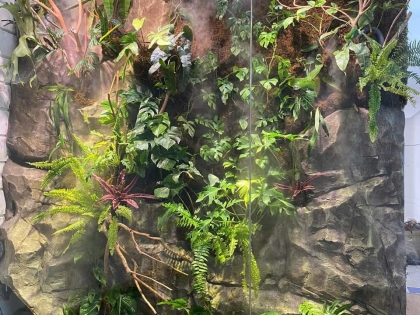 Thi công  vườn cây nhiệt đới 06