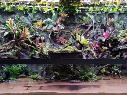 Thi công  vườn cây nhiệt đới 12